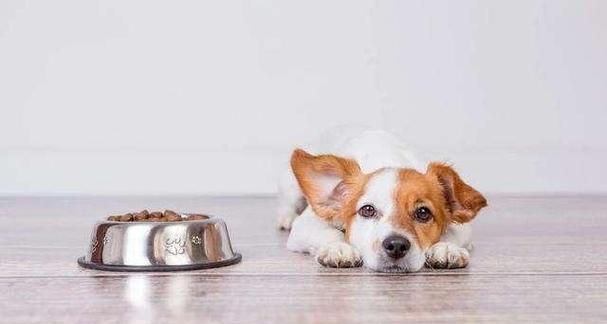 两个月的腊肠犬吃什么两个月大的腊肠犬的饮食指南，应该吃什么？