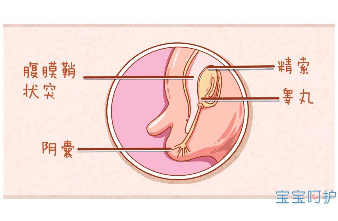 八个月宝宝睾丸图关于八个月宝宝睾丸图的探讨与理解