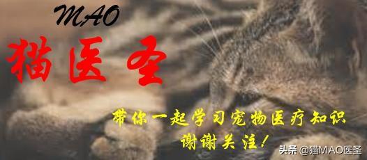 猫咪5个月公母分辨图猫咪五个月公母分辨图，深入了解猫咪的性别鉴别与成长观察