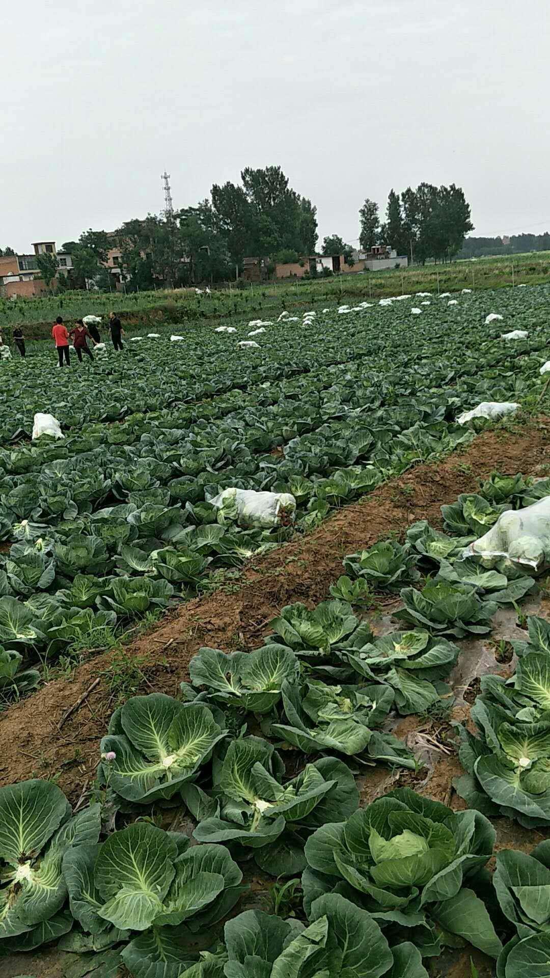 广东省几月种包菜广东省包菜种植的最佳时间分析