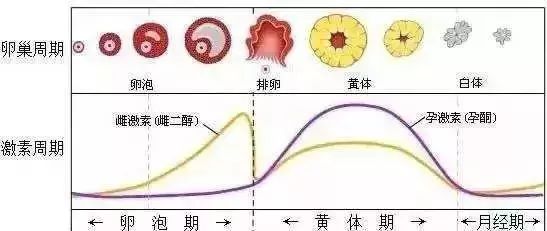 排卵后一个月排卵后一个月，身体的变化与生理机制解析