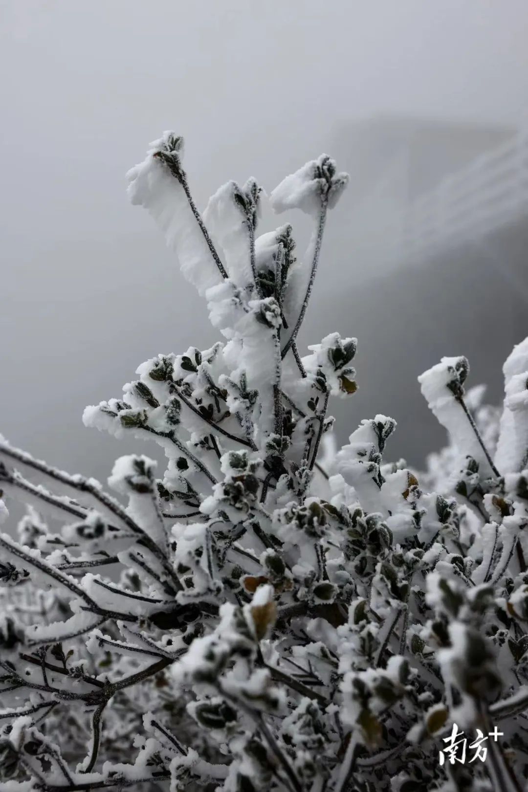 广东省哪些市会下雪广东省哪些市会下雪