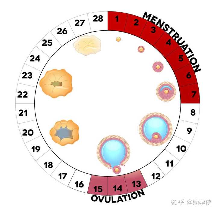 7周是几个月探究时间转换，7周等于几个月？