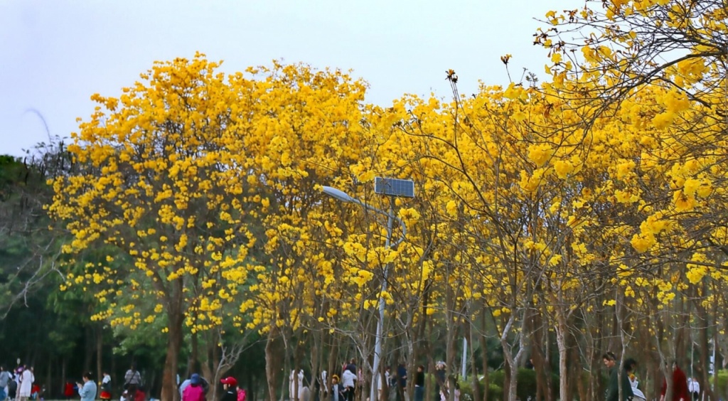 黄花风铃成广东省黄花风铃与广东省的美丽邂逅